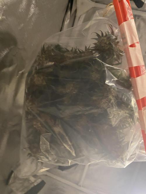 EPICC/CAPTAIN/RUNTZ/FirstTentGrow. Week 14