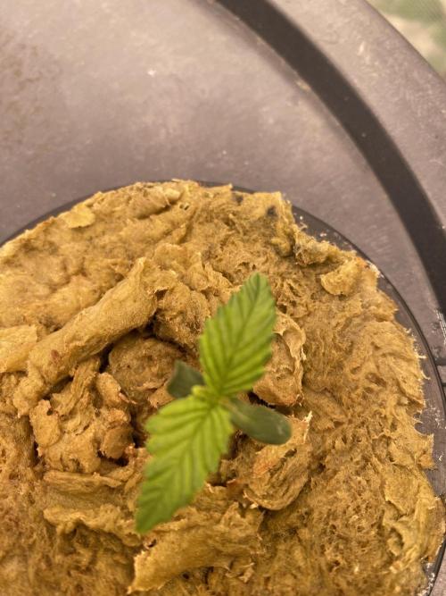 Candy Jungle Auto. Week 1 - Looks sad had To Change thee water soon 