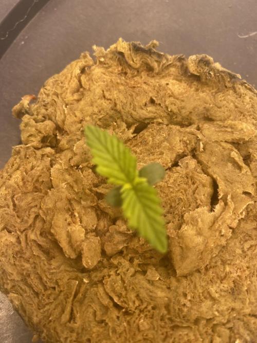Candy Jungle Auto. Week 1 - Looks sad Change water ! 