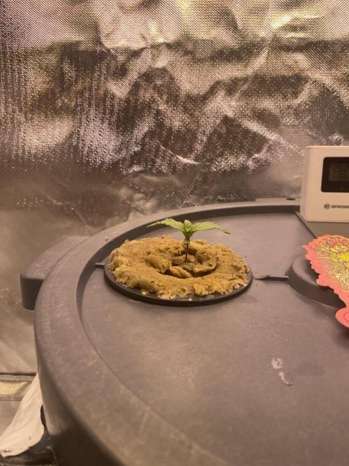 Candy Jungle Auto. Week 1 - Water changed happy 