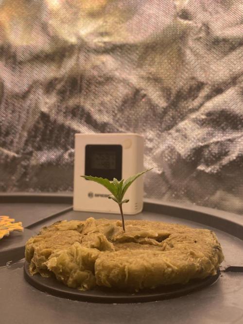 Candy Jungle Auto. Week 1 - Very happy Afterr Water Change 