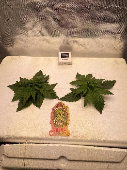 Candy Jungle Auto. Week 2