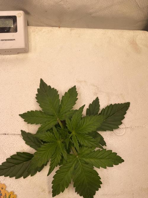 Candy Jungle Auto. Week 2 - Right side 