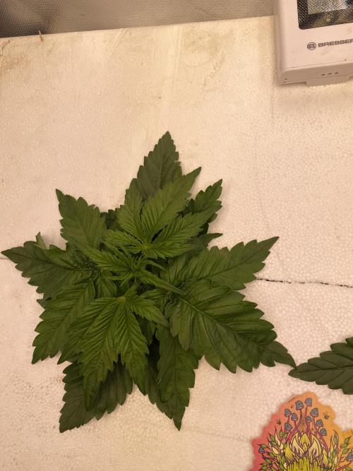 Candy Jungle Auto. Week 2 - Left side