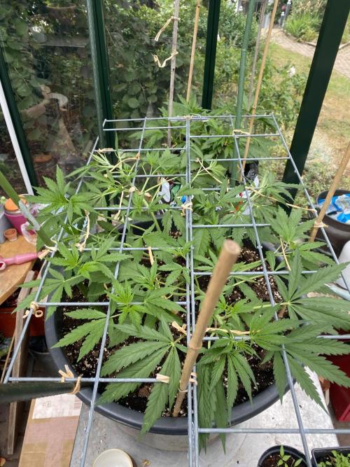 Georgias Cream Outdoor/greenhouse. Week 4