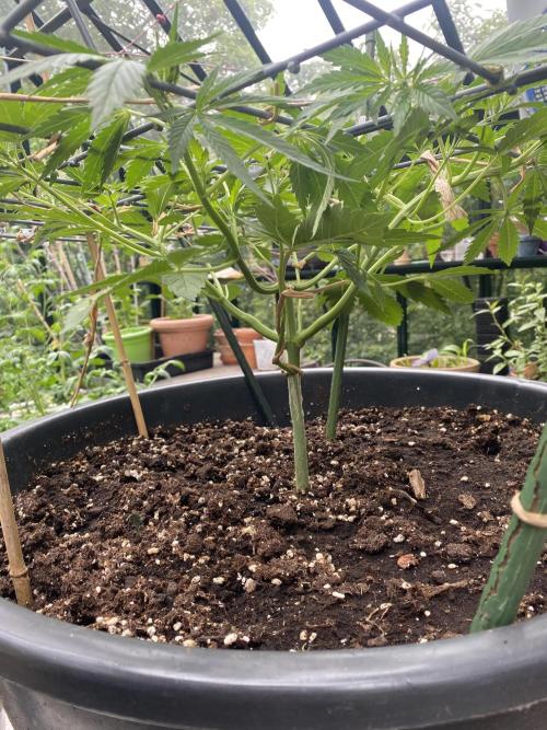 Georgias Cream Outdoor/greenhouse. Week 4