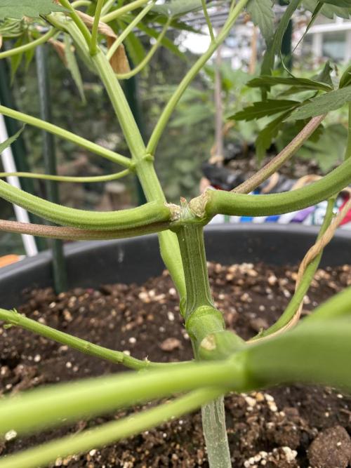 Georgias Cream Outdoor/greenhouse. Week 4