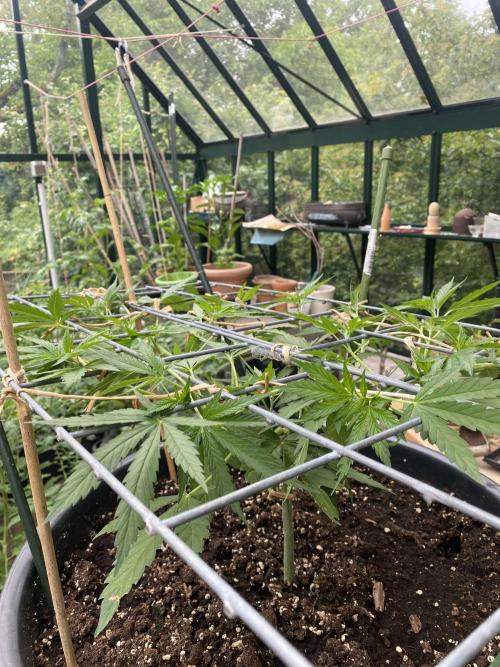 Georgias Cream Outdoor/greenhouse. Week 4