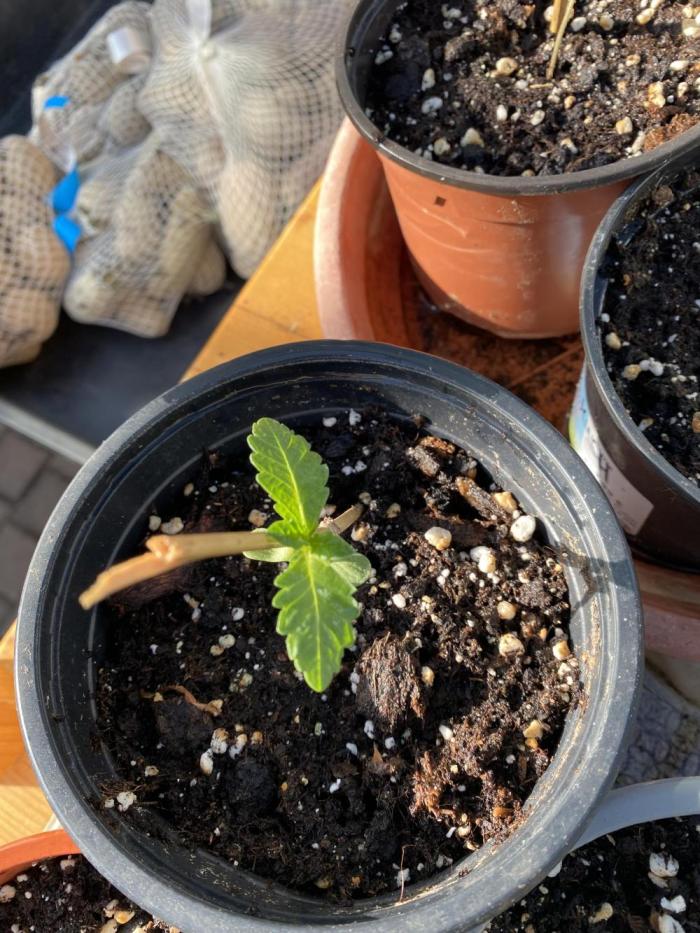 Georgias Cream Outdoor/greenhouse. Week 1