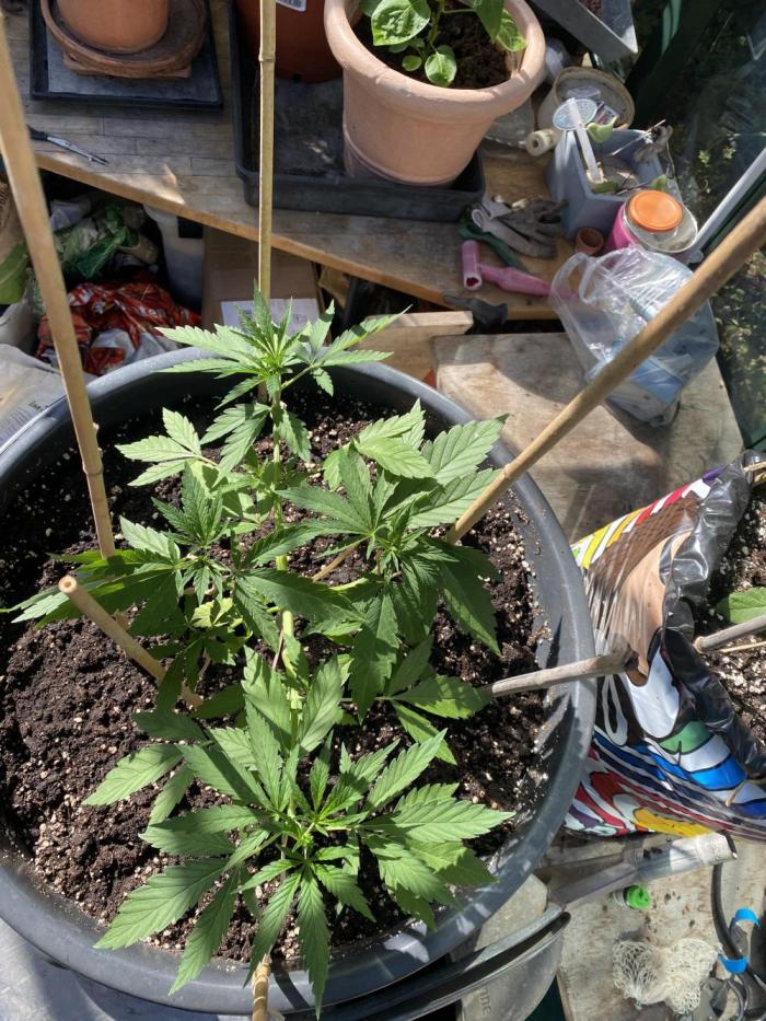 Georgias Cream Outdoor/greenhouse. Week 3