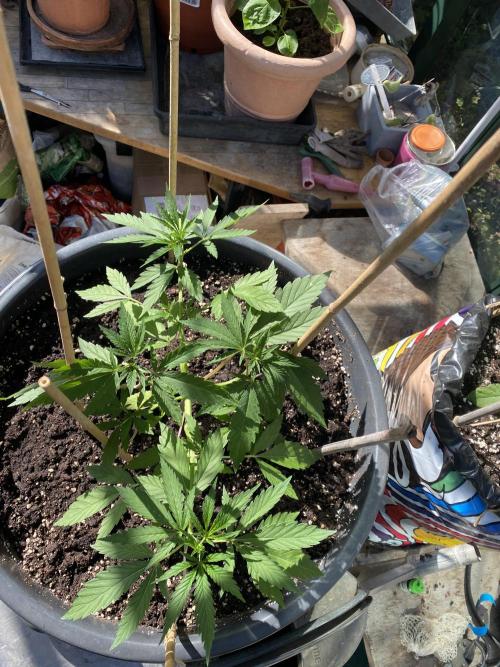 Georgias Cream Outdoor/greenhouse. Week 3