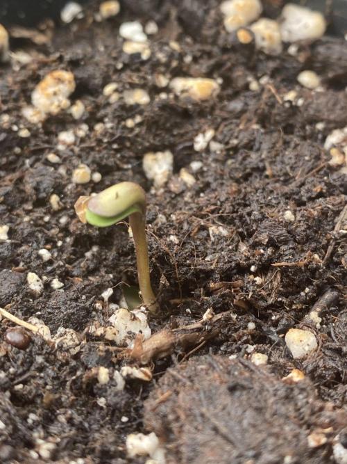 Georgias Cream Outdoor/greenhouse. Week 0