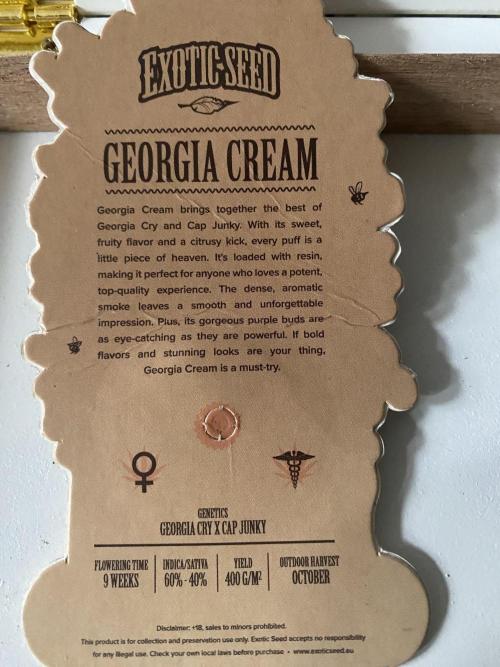 Georgias Cream Outdoor/greenhouse. Week 0