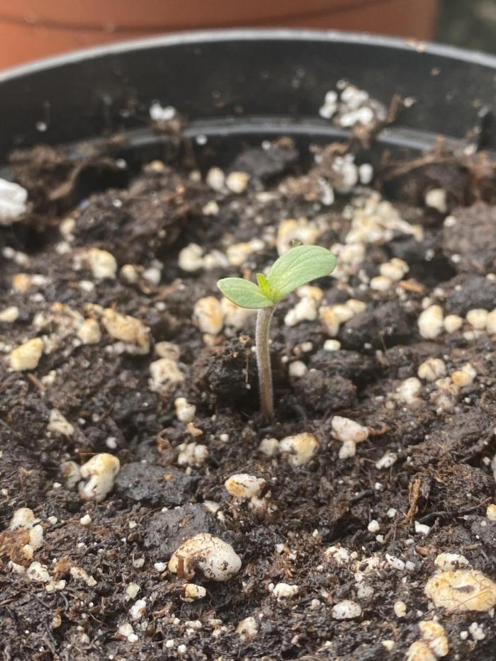 TropicalKush Outdoor. Week 0
