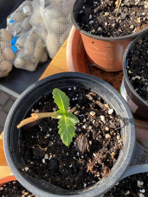 TropicalKush Outdoor. Week 1