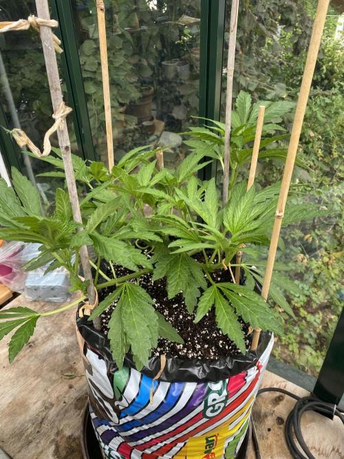 TropicalKush Outdoor. Week 10