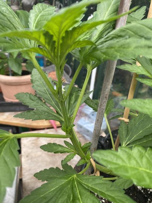TropicalKush Outdoor. Week 10