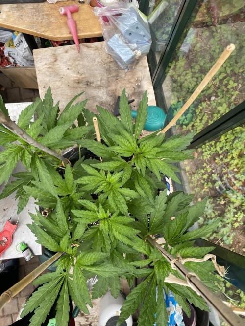 TropicalKush Outdoor. Week 10