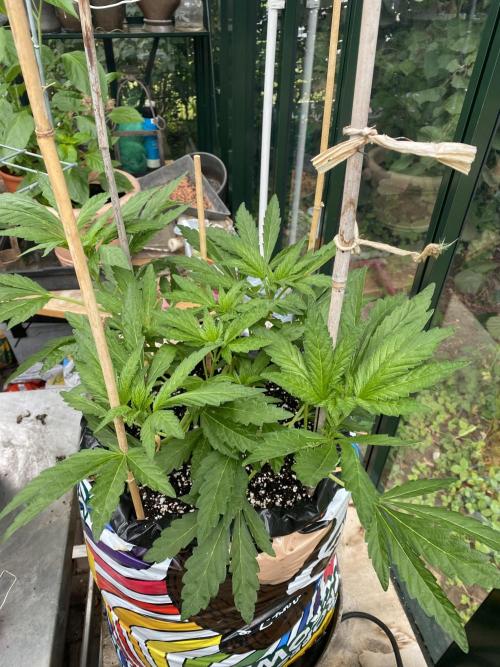 TropicalKush Outdoor. Week 10