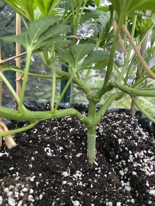 TropicalKush Outdoor. Week 10