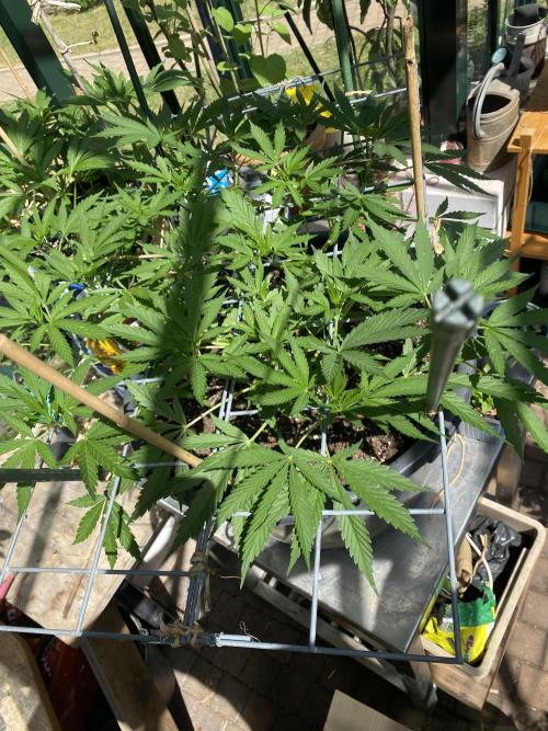 Georgias Cream Outdoor/greenhouse. Week 10