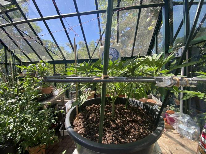 Georgias Cream Outdoor/greenhouse. Week 10
