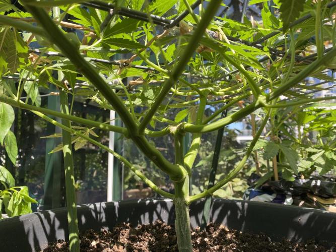 Georgias Cream Outdoor/greenhouse. Week 10