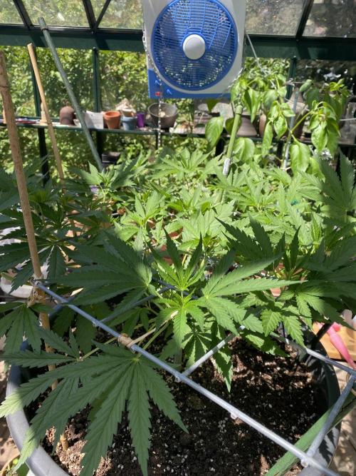 Georgias Cream Outdoor/greenhouse. Week 10