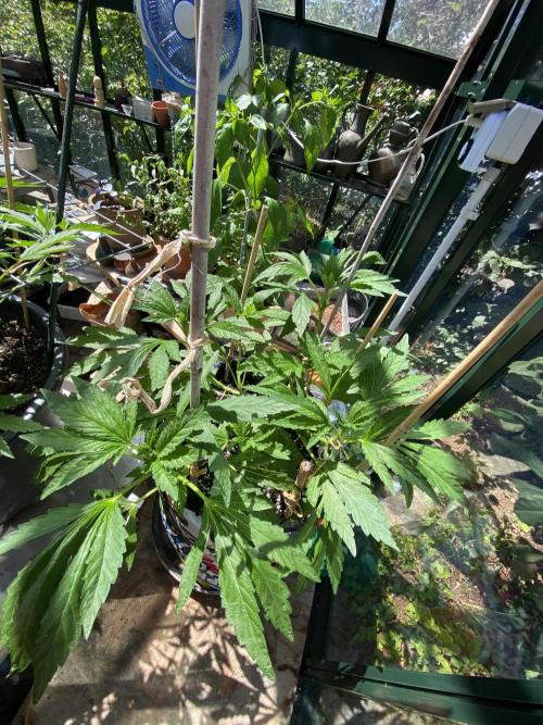 TropicalKush Outdoor. Week 10
