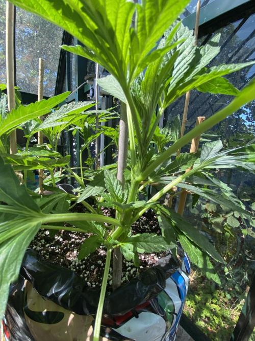 TropicalKush Outdoor. Week 10