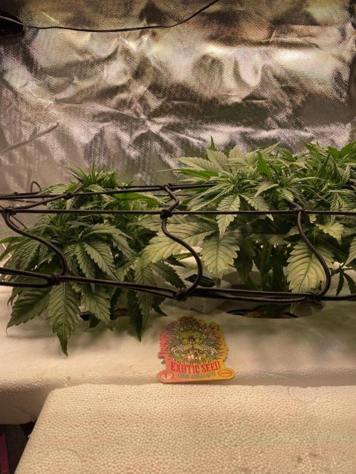 Candy Jungle Auto/DWC. Week 3