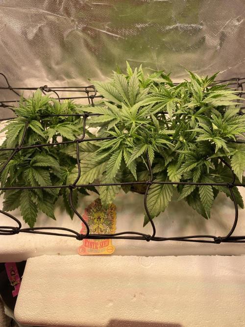 Candy Jungle Auto/DWC. Week 3