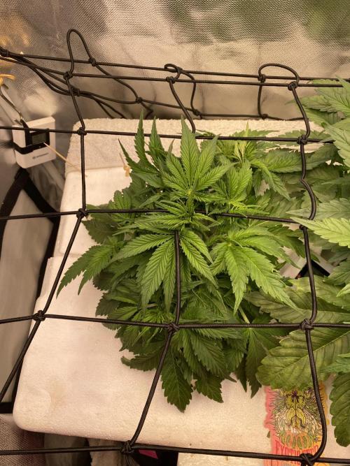 Candy Jungle Auto/DWC. Week 3 - Left plant 