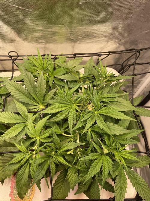 Candy Jungle Auto/DWC. Week 3 - Right plant 