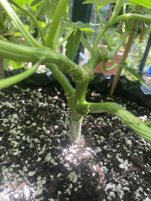 TropicalKush Outdoor. Week 10