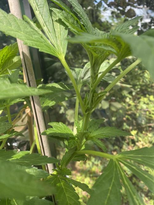 TropicalKush Outdoor. Week 10