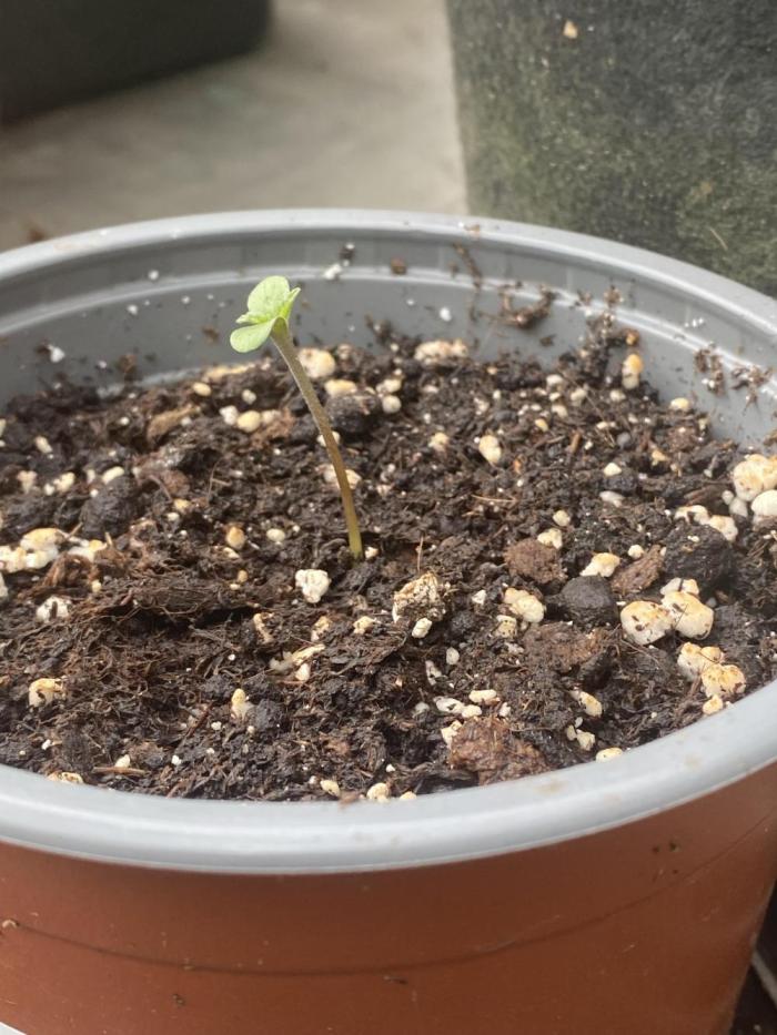 Critical Greenhouse/Outdoor. Week 0