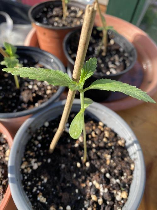 Critical Greenhouse/Outdoor. Week 1