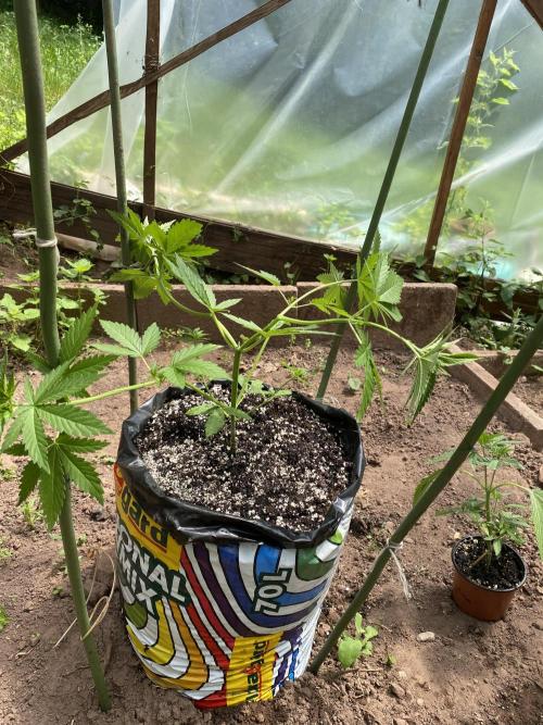 Critical Greenhouse/Outdoor. Week 8