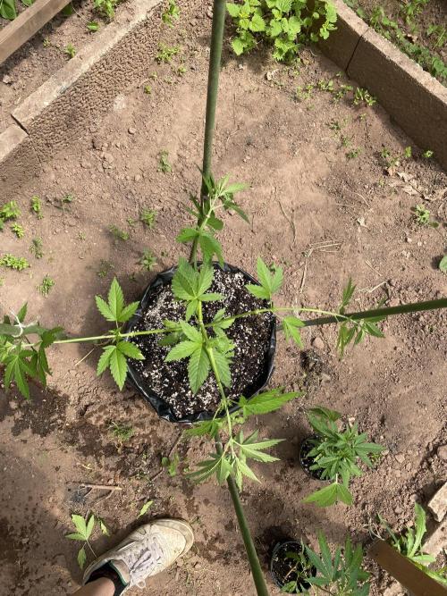 Critical Greenhouse/Outdoor. Week 8