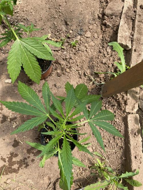 Critical Greenhouse/Outdoor. Week 8