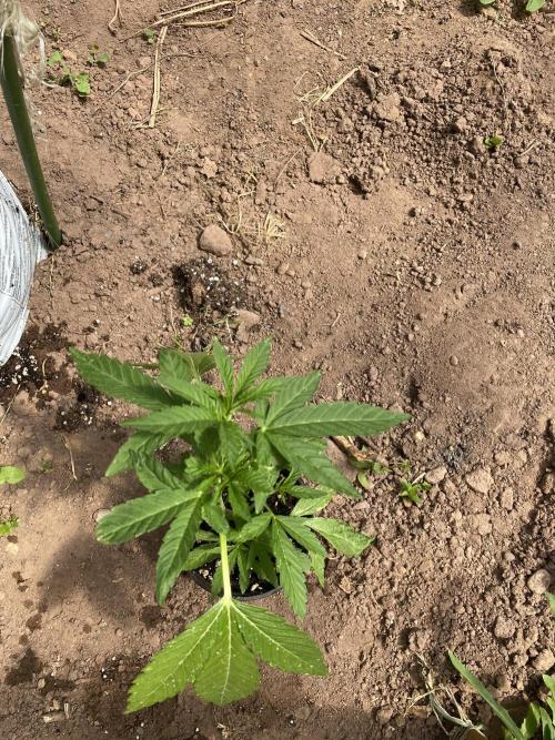 Critical Greenhouse/Outdoor. Week 8