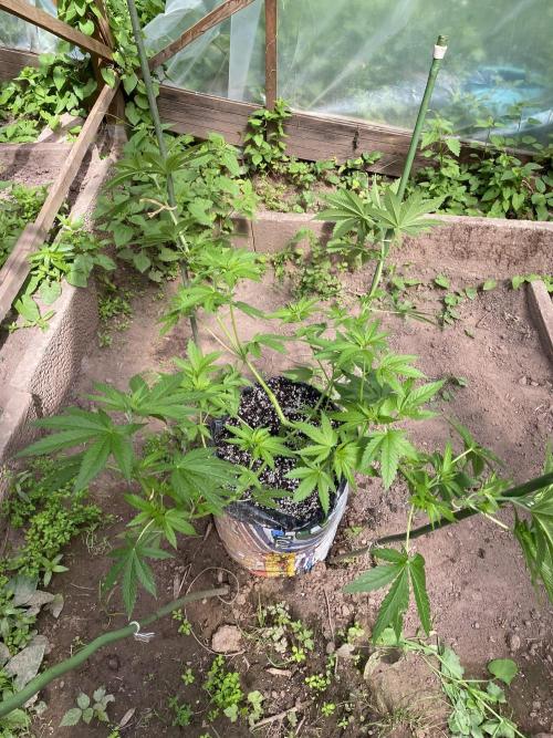 Critical Greenhouse/Outdoor. Week 10