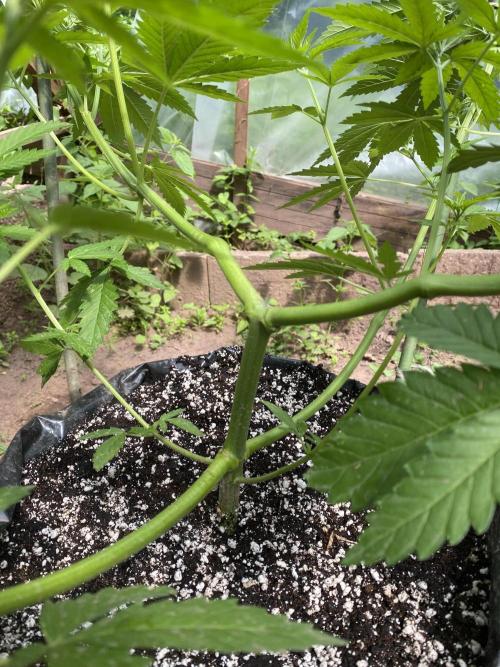 Critical Greenhouse/Outdoor. Week 10