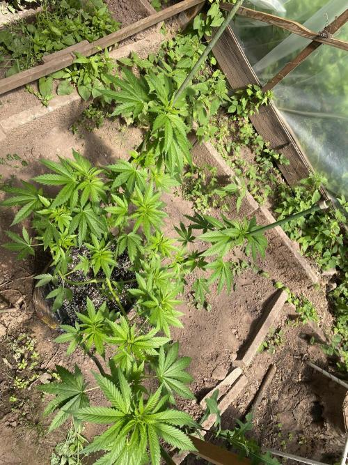 Critical Greenhouse/Outdoor. Week 10