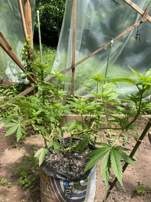 Critical Greenhouse/Outdoor. Week 10