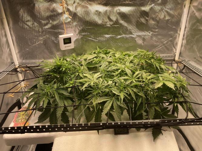 Candy Jungle Auto/DWC. Week 4