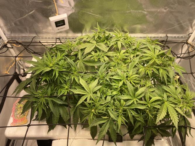Candy Jungle Auto/DWC. Week 4