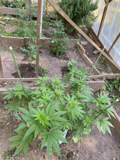 Critical Greenhouse/Outdoor. Week 11