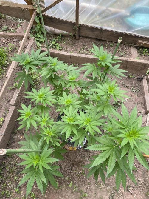 Critical Greenhouse/Outdoor. Week 11